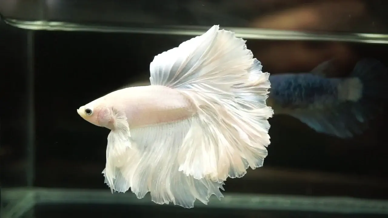 platinum delta betta